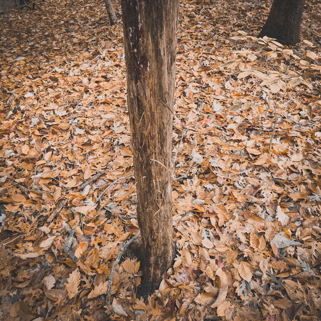 Reading the Stories Written in the Winter Woods: What Last Season's Sign Tells You About Next Fall