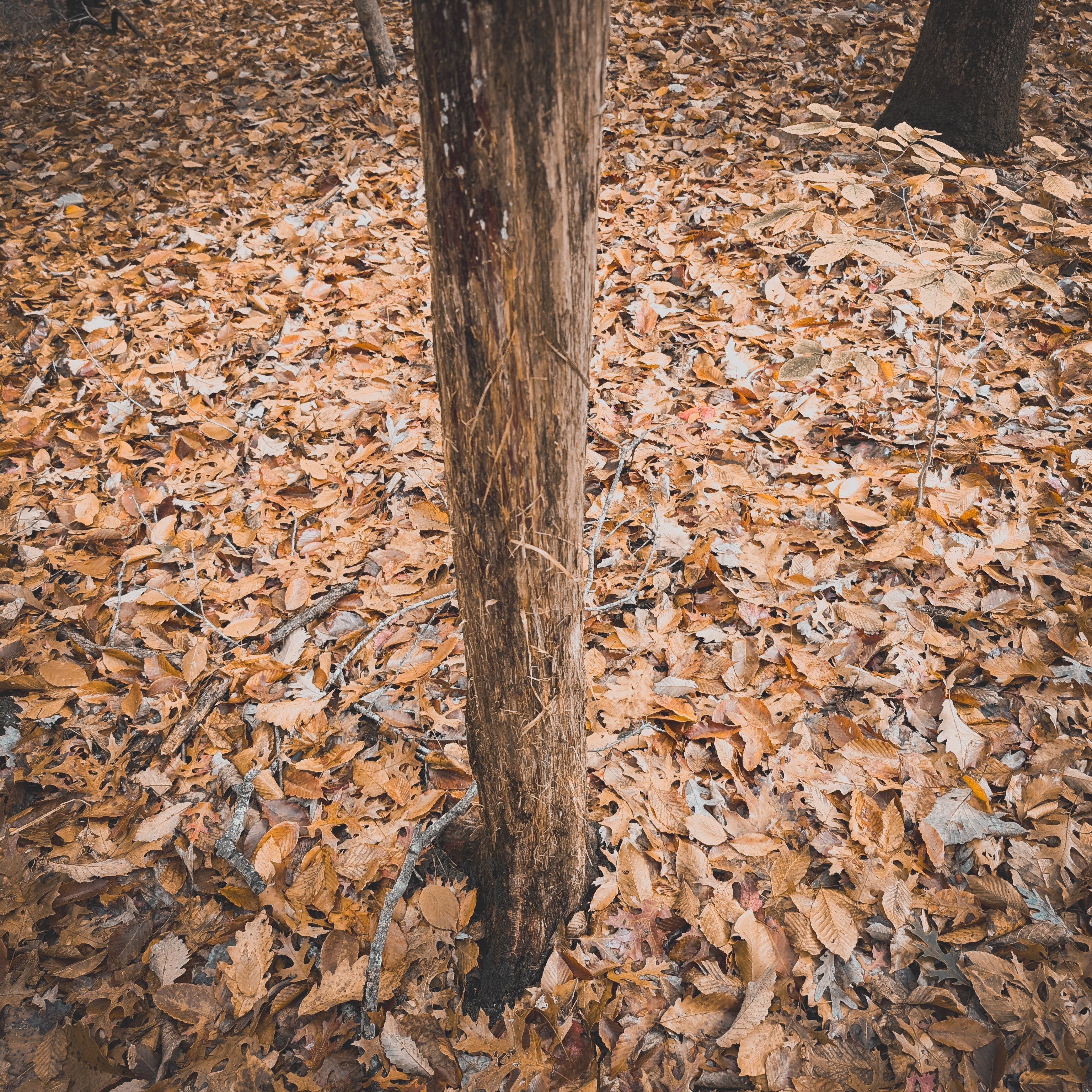 Reading the Stories Written in the Winter Woods: What Last Season's Sign Tells You About Next Fall